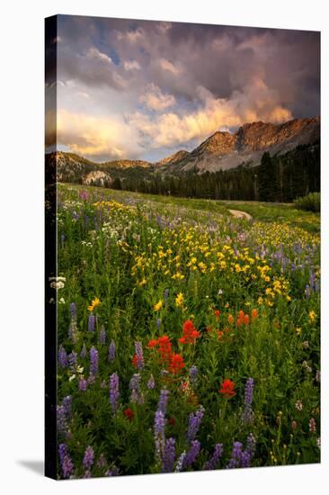 Wildflowers At Peak Season In Albion Basin-Lindsay Daniels-Stretched Canvas