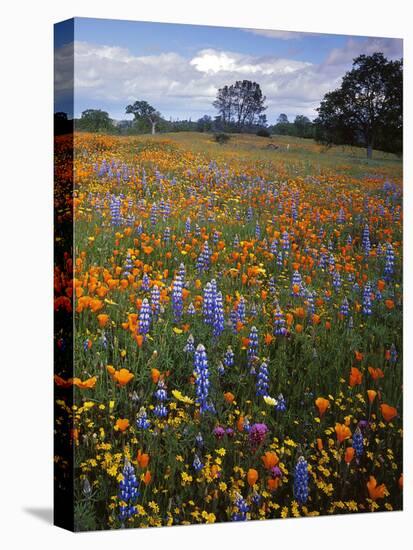 Wildflowers, Avenales Wildlife Area, Santa Margarita, California, USA-Charles Gurche-Premier Image Canvas