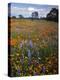 Wildflowers, Avenales Wildlife Area, Santa Margarita, California, USA-Charles Gurche-Premier Image Canvas