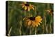 Wildflowers, Black-Eyed Susans-Gordon Semmens-Premier Image Canvas