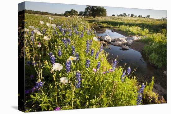 Wildflowers by Hill Country Stream, Texas, USA-Larry Ditto-Premier Image Canvas