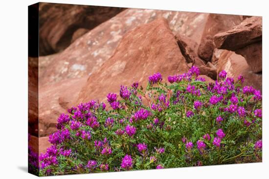 Wildflowers, Canyon De Chelly National Monument, Usa-Russ Bishop-Premier Image Canvas