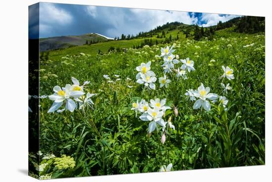Wildflowers Growing in a Field, Crested Butte, Colorado, USA-null-Premier Image Canvas