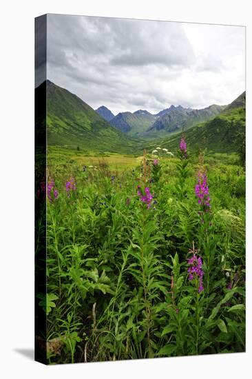 Wildflowers in Bloom in Valley Between Mountains in Alaskan Summer-Sheila Haddad-Premier Image Canvas