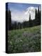 Wildflowers in Meadow Below Mt. Rainier-James Randklev-Premier Image Canvas