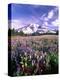 Wildflowers in Mt. Rainier National Park-Stuart Westmorland-Premier Image Canvas