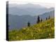 Wildflowers in the Tatoosh Wilderness, Washington Cascade Range, USA-Janis Miglavs-Premier Image Canvas