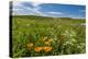 Wildflowers in Walla Walla Wine Country, Walla Walla, Washington, USA-Richard Duval-Premier Image Canvas