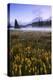 Wildflowers & Morning Mist at Mount Hood Meadow Oregon Wilderness PNW-Vincent James-Premier Image Canvas