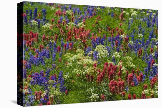 Wildflowers, Mount Timpanogos, Uintah-Wasatch-Cache Nf, Utah-Howie Garber-Premier Image Canvas