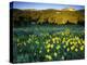 Wildflowers Near Lionshead Mountain, Gallatin National Forest, West Yellowstone, Montana, USA-Chuck Haney-Premier Image Canvas