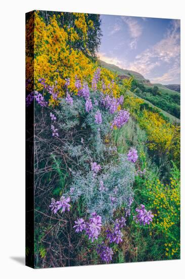 Wildflowers of Oakland in Spring-null-Premier Image Canvas