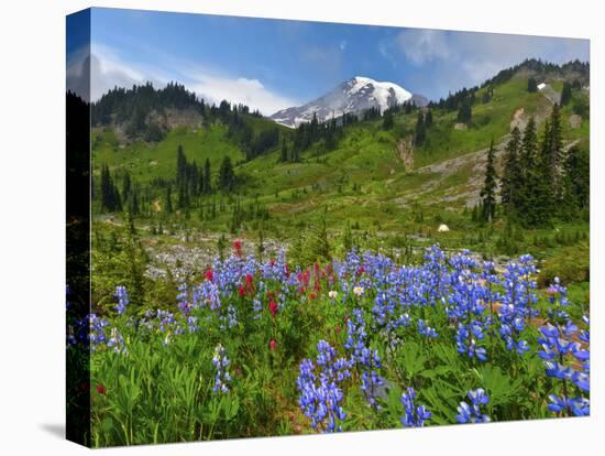 Wildflowers on Meadows, Mount Rainier National Park, Washington, USA-Tom Norring-Premier Image Canvas