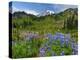 Wildflowers on Meadows, Mount Rainier National Park, Washington, USA-Tom Norring-Premier Image Canvas