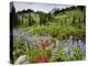 Wildflowers on Meadows, Mount Rainier National Park, Washington, USA-Tom Norring-Premier Image Canvas