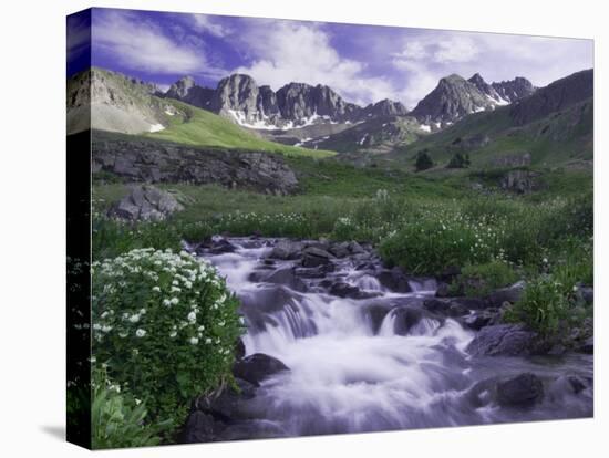 Wildflowers, Ouray, San Juan Mountains, Rocky Mountains, Colorado, USA-Rolf Nussbaumer-Premier Image Canvas