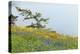 Wildflowers Overlooking Ocean, Yellow Island, Washington, USA-Jaynes Gallery-Premier Image Canvas