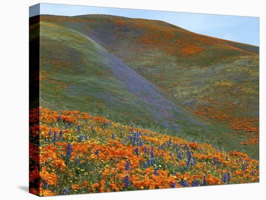 Wildflowers, Tehachapi Mountains, California, USA-Charles Gurche-Premier Image Canvas