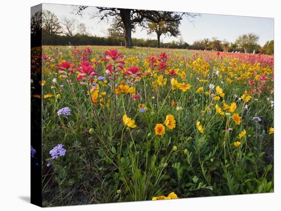 Wildflowers, Texas, USA-Larry Ditto-Premier Image Canvas