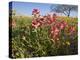 Wildflowers, Texas, USA-Larry Ditto-Premier Image Canvas