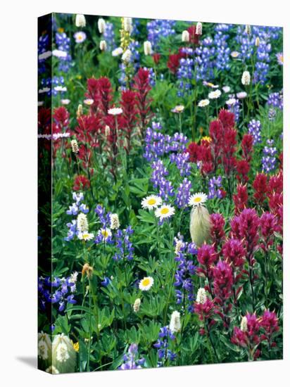 Wildflowers-Stuart Westmorland-Premier Image Canvas