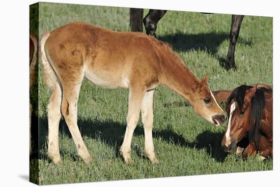 Wildhorses-Gordon Semmens-Premier Image Canvas