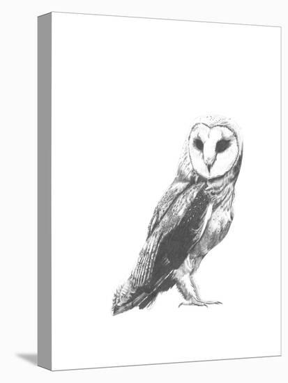 Wildlife Snapshot: Owl-Naomi McCavitt-Stretched Canvas