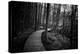 Wildwood Path-Rory Garforth-Premier Image Canvas