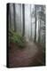 Wildwood Trail In Forest Park. Portland, Oregon-Justin Bailie-Premier Image Canvas