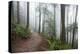 Wildwood Trail In Forest Park. Portland, Oregon-Justin Bailie-Premier Image Canvas