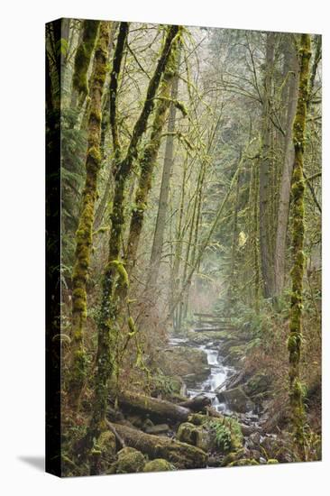 Wildwood Trail In Forest Park. Portland, Oregon-Justin Bailie-Premier Image Canvas