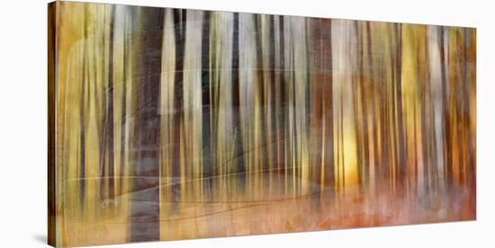 Wildwood V-Sven Pfrommer-Stretched Canvas