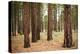 Willamette Nat'l Forest I-Erin Berzel-Premier Image Canvas