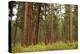 Willamette Nat'l Forest III-Erin Berzel-Premier Image Canvas