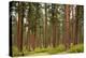 Willamette Nat'l Forest IV-Erin Berzel-Premier Image Canvas