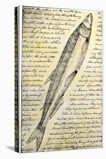 William Clark's Sketch of a Trout in the Lewis and Clark Expedition Diary-null-Premier Image Canvas