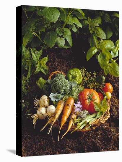 Willow Basket of Fresh Vegetables and Borage Flowers-Walter Cimbal-Premier Image Canvas