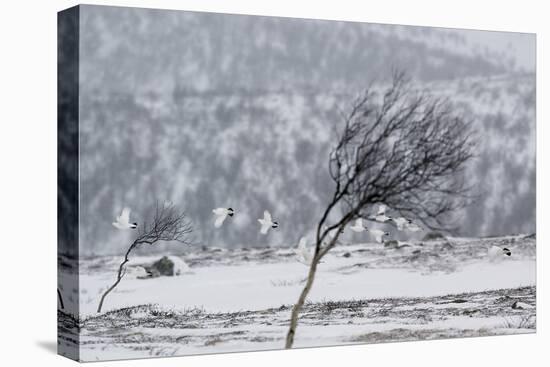 Willow Grouse (Lagopus Lagopus) Flock in Flight in Snow, Utsjoki, Finland, October-Markus Varesvuo-Premier Image Canvas