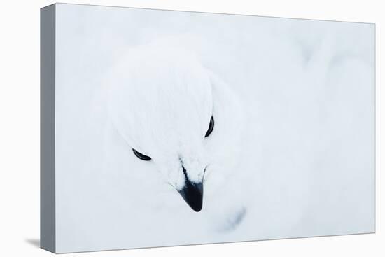 Willow Grouse (Lagopus Lagopus), Kiilopaa, Inari, Finland, January-Markus Varesvuo-Premier Image Canvas