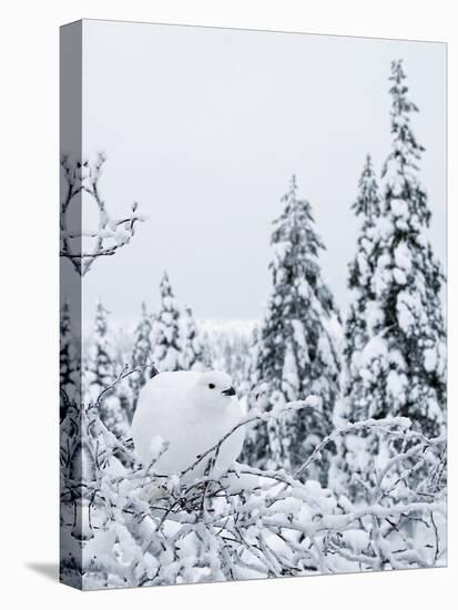 Willow grouse perched on branch, Kiilopaa, Inari, Finland-Markus Varesvuo-Premier Image Canvas