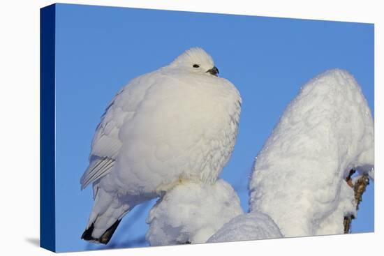 Willow Grouse - Ptarmigan (Lagopus Lagopus) Fluffed Up Perched in Snow, Inari, Finland, February-Markus Varesvuo-Premier Image Canvas