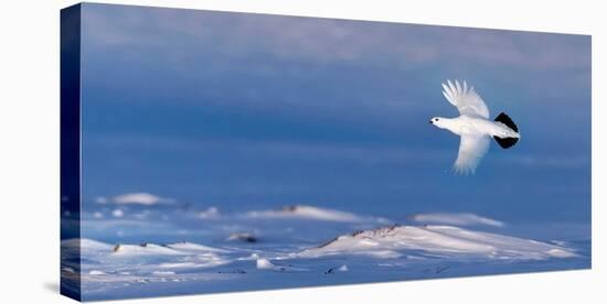 Willow grouse winter plumage, in flight, Finland-Markus Varesvuo-Premier Image Canvas