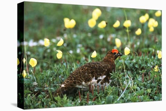 Willow Ptarmigan Bird in Poppy Field, Denali National Park and Preserve, Alaska, USA-Hugh Rose-Premier Image Canvas