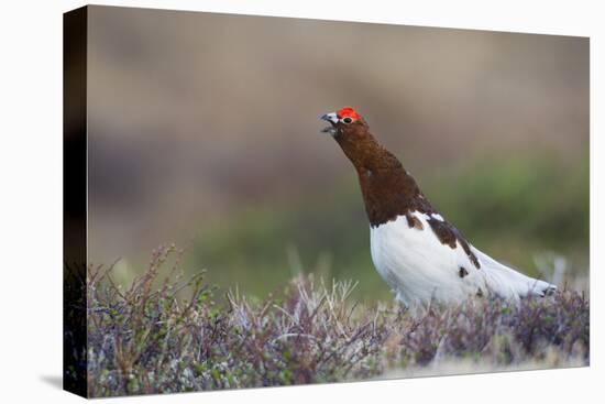 Willow Ptarmigan Calling-Ken Archer-Premier Image Canvas