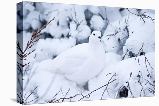 Willow Ptarmigan, Churchill Wildlife Area, Churchill, Manitoba, Canada-Richard ans Susan Day-Premier Image Canvas