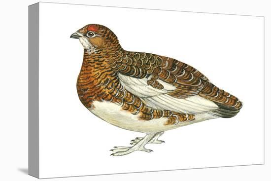 Willow Ptarmigan (Lagopus Lagopus), Birds-Encyclopaedia Britannica-Stretched Canvas