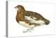 Willow Ptarmigan (Lagopus Lagopus), Birds-Encyclopaedia Britannica-Stretched Canvas