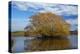 Willow Tree, Lake Tuakitoto, Near Benhar, South Otago, South Island, New Zealand-David Wall-Premier Image Canvas