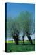 Willows In The Spring-null-Stretched Canvas