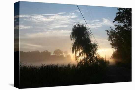 Willows Morning Road-Robert Goldwitz-Premier Image Canvas